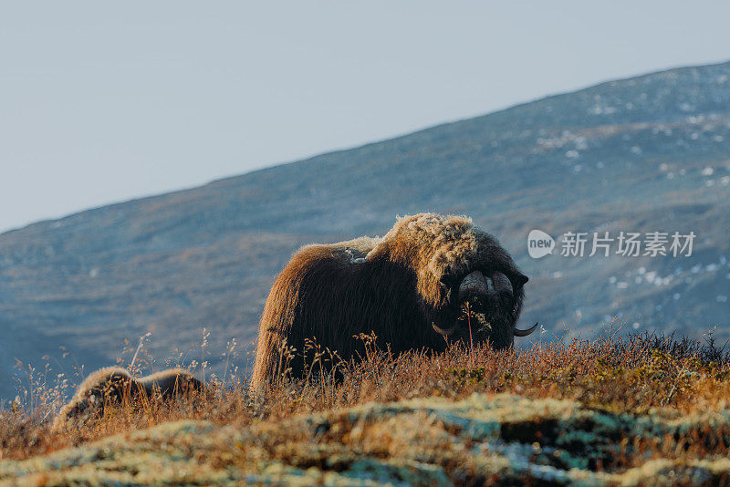 在挪威的Dovrefjell-Sunndalsfjella国家公园，一只麝牛(Ovibos Moschatus)在阳光明媚的秋日里在广阔的山间搏斗